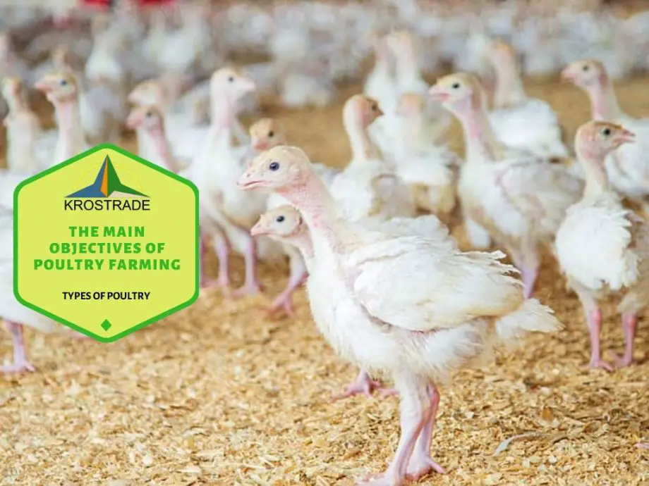 Los principales objetivos de la avicultura en 7 términos sencillos