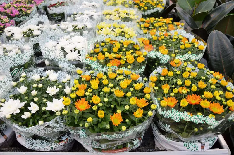 Plantas de interior: ¿cuándo debe inducir la floración?