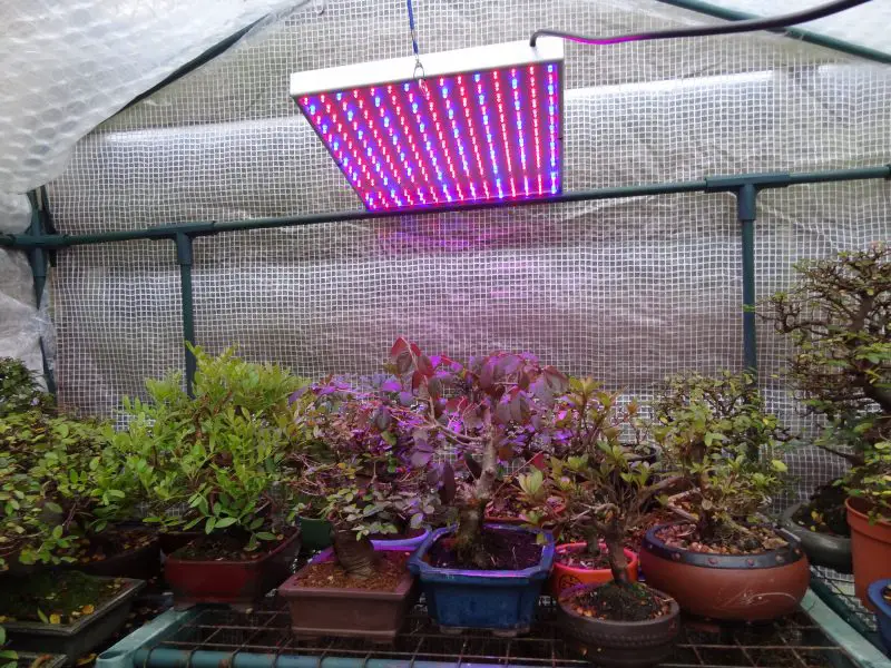 Que da mejor luz para las plantas en crecimiento en un Polytunnel fluorescente o LED
