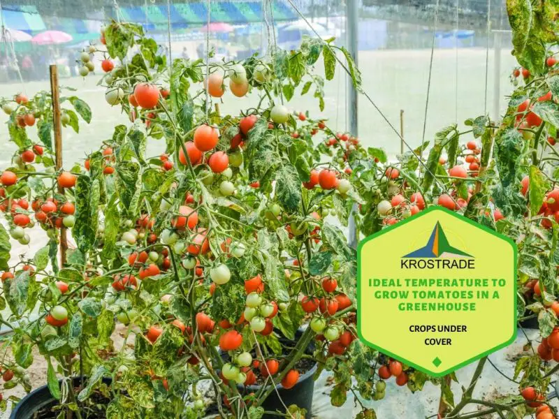 Temperatura ideal para cultivar tomates en un túnel de polietileno