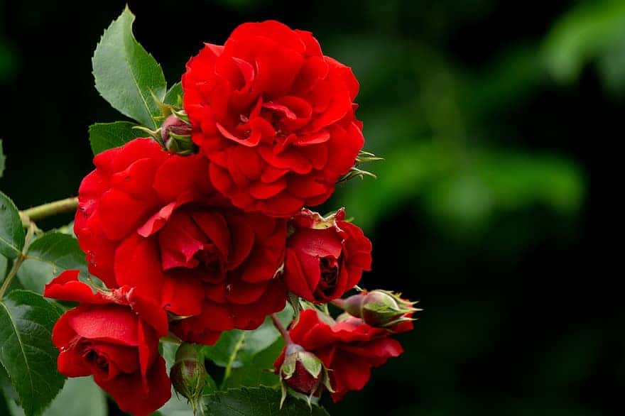¿Cómo puedo mantener libre la enfermedad de las rosas?