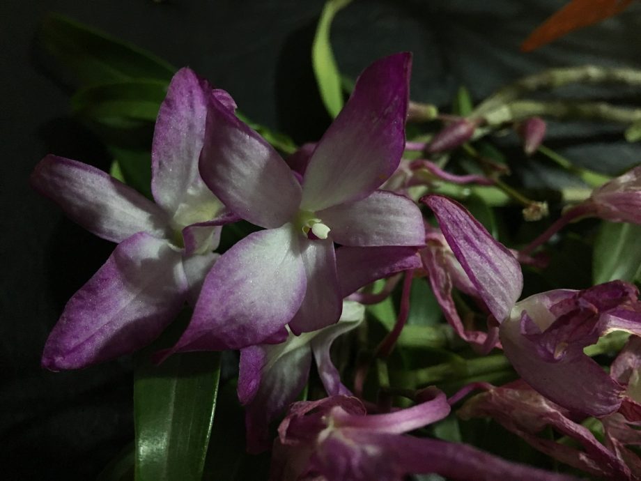 ¿Cómo puedo saber si mi orquídea está muerta? 3 señales a tener en cuenta
