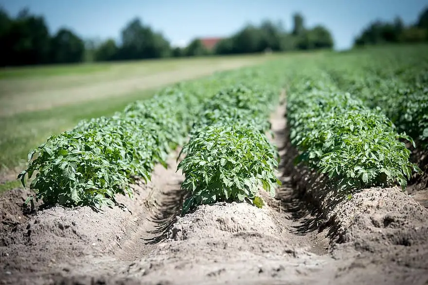 ¿Cuándo es el mejor momento para plantar patatas en Italia?
