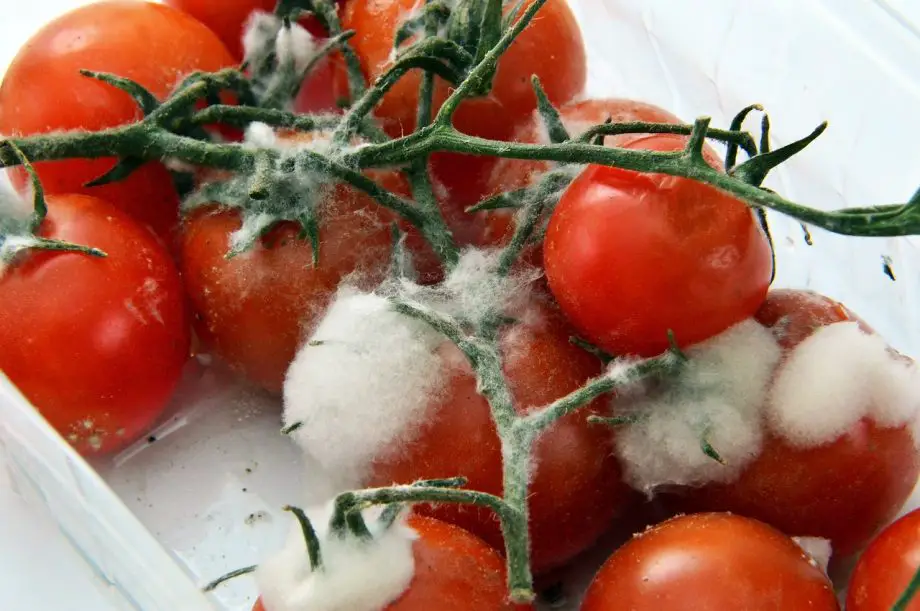 ¿Cuándo se echan a perder los tomates? 4 señales a tener en cuenta