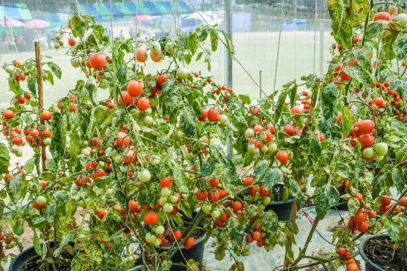 ¿Cuánta iluminación se utiliza para el cultivo de tomates en el túnel de polietileno comercial?