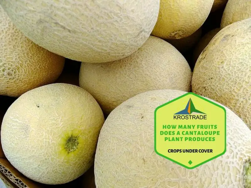 ¿Cuántas frutas produce una planta de melón?