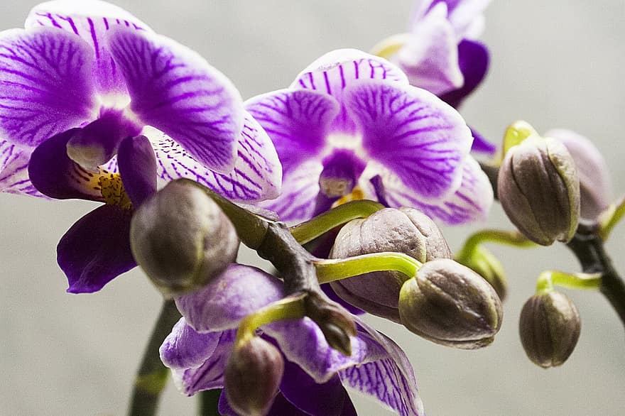 ¿Cuánto duran las orquídeas de hielo?