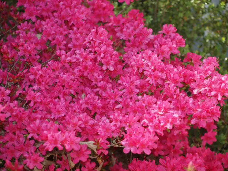 ¿Cuánto tiempo florecen los arbustos de azalea?