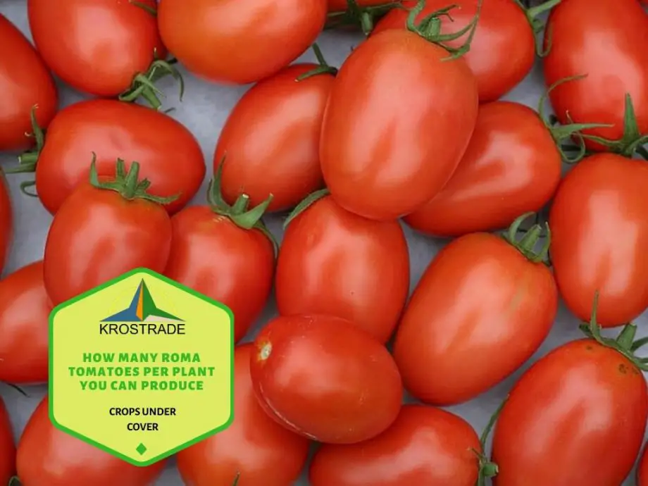 ¿Cuántos tomates Roma por planta se pueden producir?