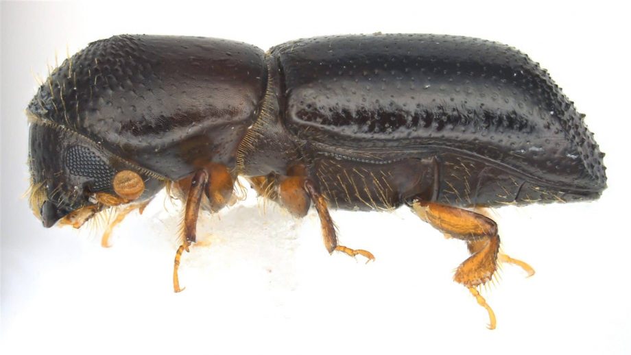 ¿Por qué el escarabajo de la ambrosía de Redbay es una especie invasora preocupante?