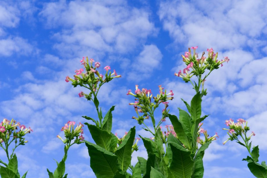 ¿Por qué las flores de las plantas de tabaco cambian de apariencia?