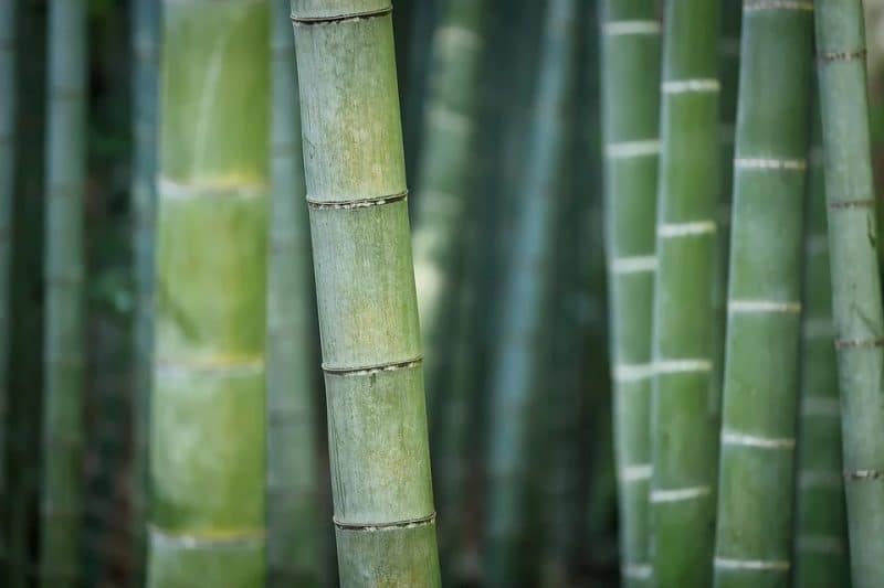 ¿Qué es un colchón de bambú? Tu mejor guía general