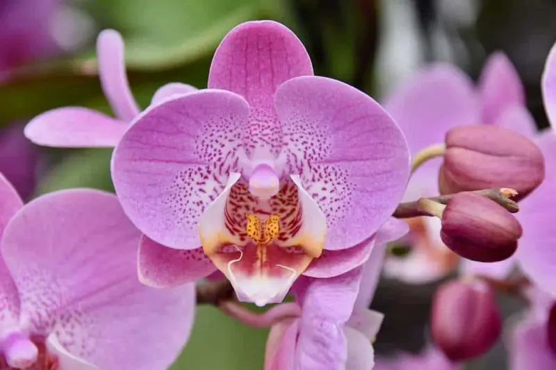 ¿Qué tan caras son las orquídeas y 2 consejos para obtener ganancias?