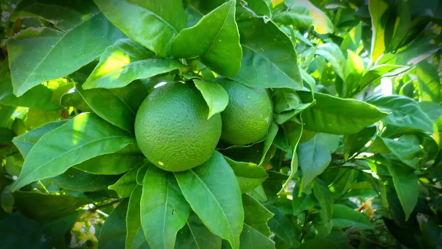 ¿Qué tan rápido crece la lima limón Nandina?
