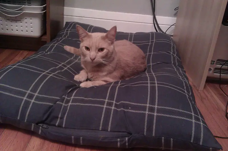 Cómo hacer una cama para gatos con una manta en 6 pasos asombrosos