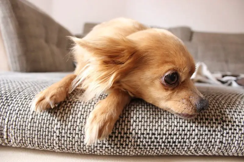 Cómo proteger el sofá del perro: 2 formas más efectivas
