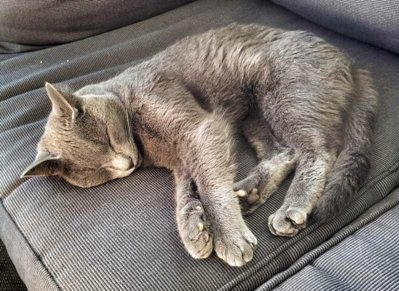 Cómo sacar la orina de gato del sofá: el mejor método