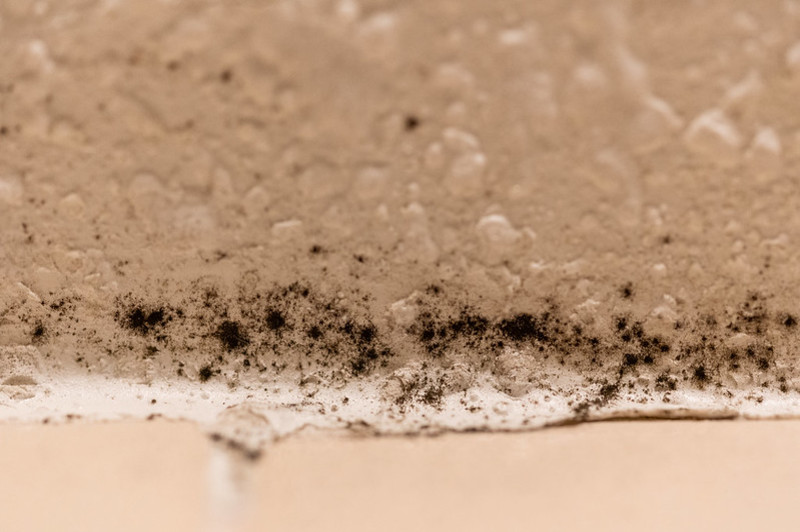 La guía definitiva de moldes: cómo identificar fácilmente el moho negro