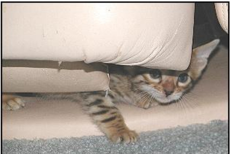 La guía definitiva para evitar que un gatito se coloque debajo de un sillón reclinable