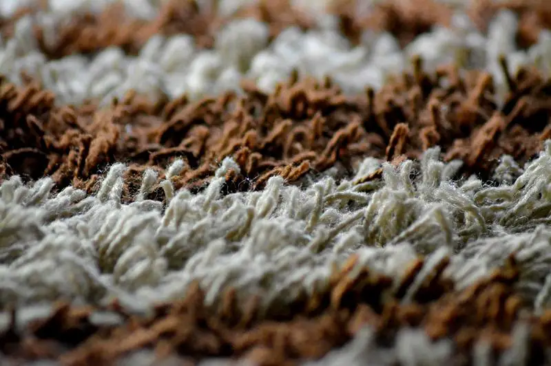 Lo que mata el moho y los hongos en las alfombras: 3 mejores productos para usar