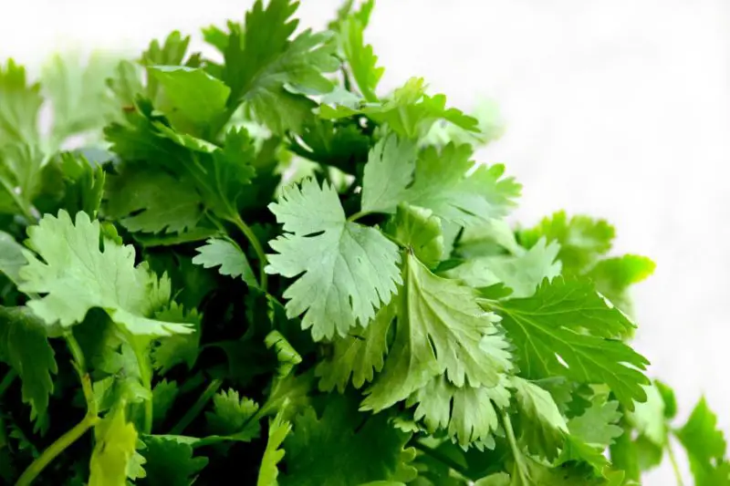 ¿Cómo almacenar cilantro fresco en el refrigerador? ¡8 consejos increíbles!