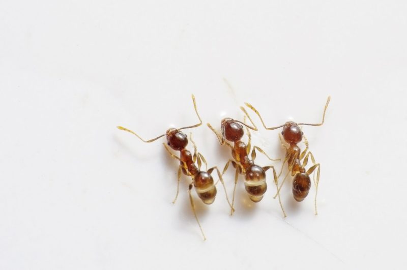 ¿Cómo deshacerse de las hormigas en la cama? ¡5 métodos sencillos!
