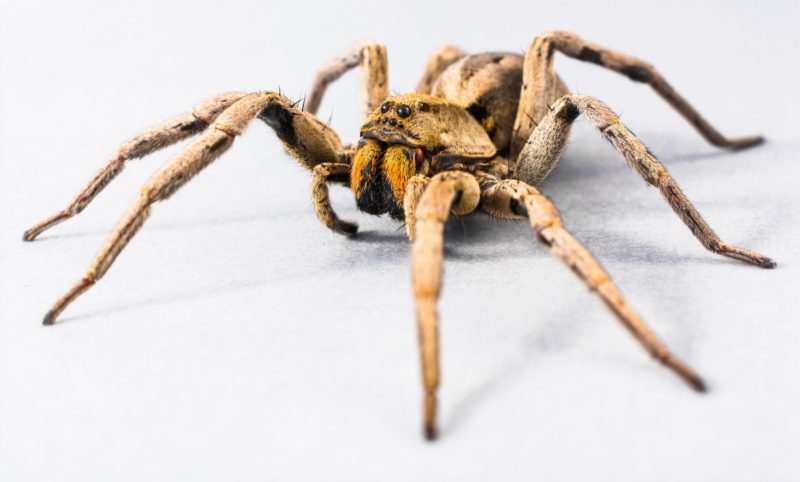 ¿Cómo mantener a las arañas lejos de la cama? ¡6 cosas increíbles!