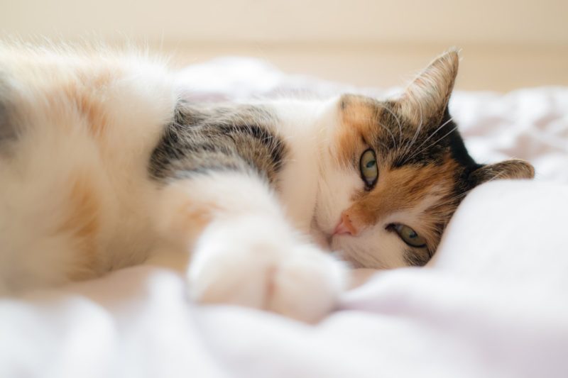 ¿Cómo mantener a los gatos fuera de la cama? ¡5 consejos útiles!
