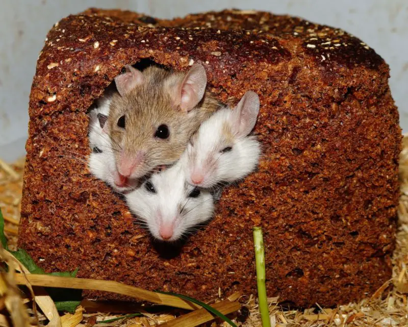 ¿Cómo mantener a los ratones fuera de la estufa? ¡6 consejos increíbles!