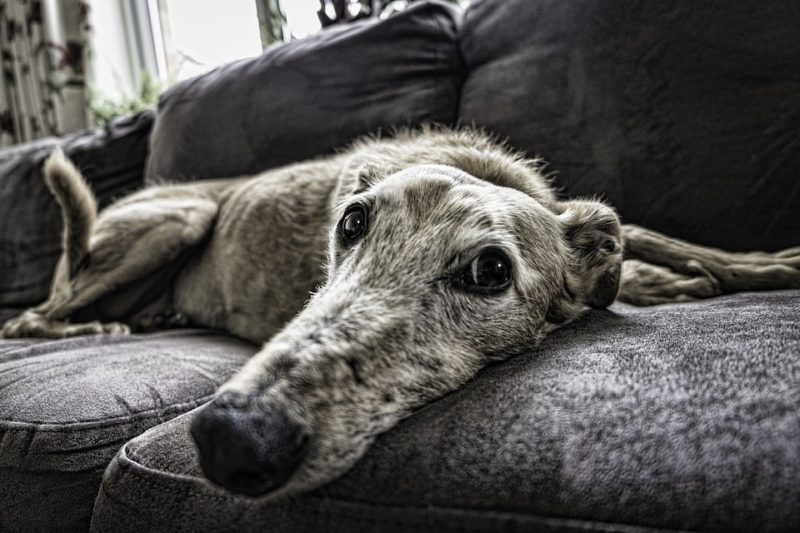 ¿Cómo mantener al perro alejado del sofá? 3 soluciones efectivas