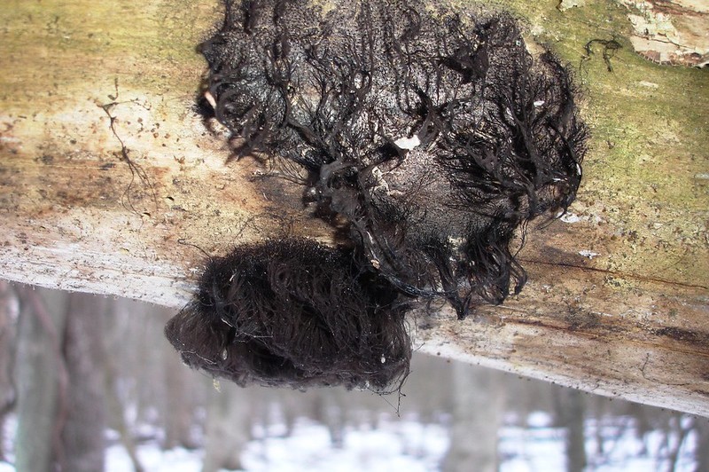 ¿Cómo se ve el moho negro en la madera? Una guía detallada