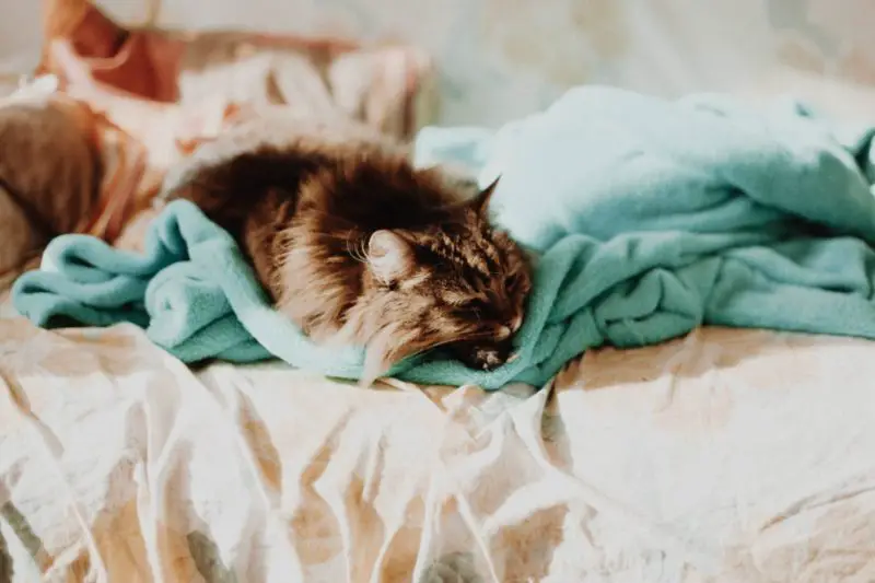 ¿Por qué los gatos hacen pis en la cama? ¡5 mejores razones!