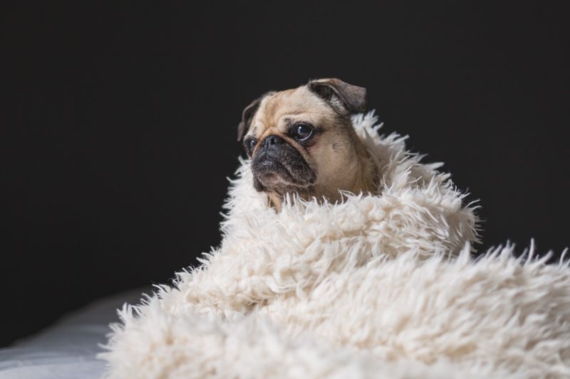 ¿Por qué los perros cavan en la cama? 7 teorías mejor explicadas ¿Por qué?
