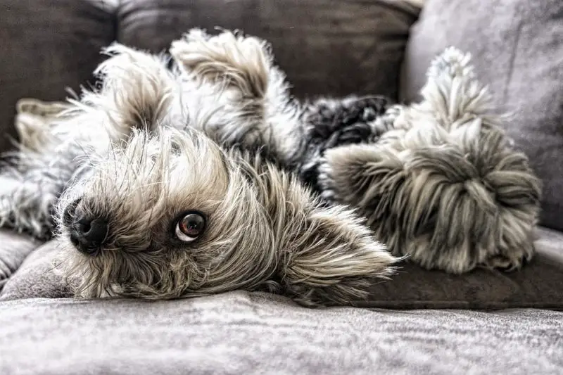 ¿Por qué mi perro lame el sofá? Causas y soluciones