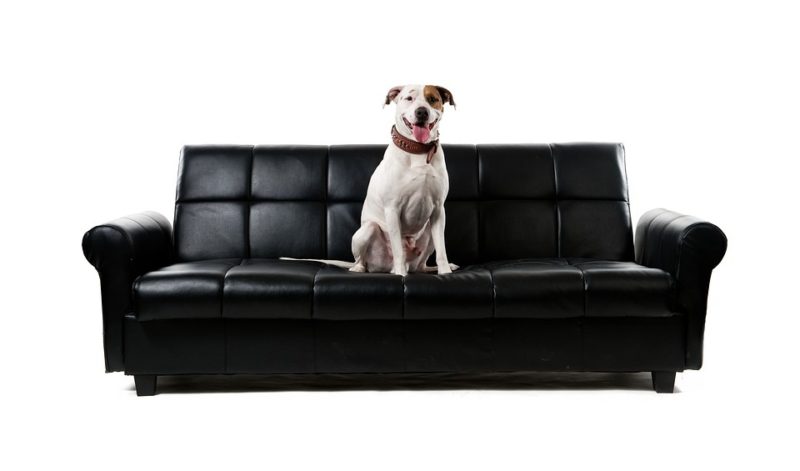 ¿Qué tela de sofá es mejor para los perros? 4 soluciones