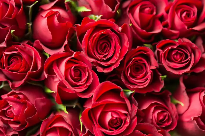3 métodos efectivos sobre cómo tratar el mildiú polvoroso en las rosas