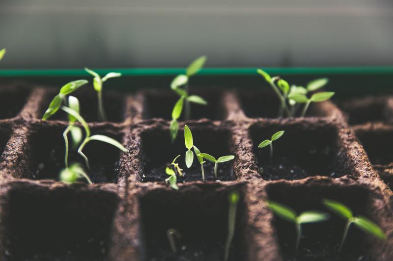 Cómo deshacerse del moho en semillas en germinación: 5 sencillos pasos