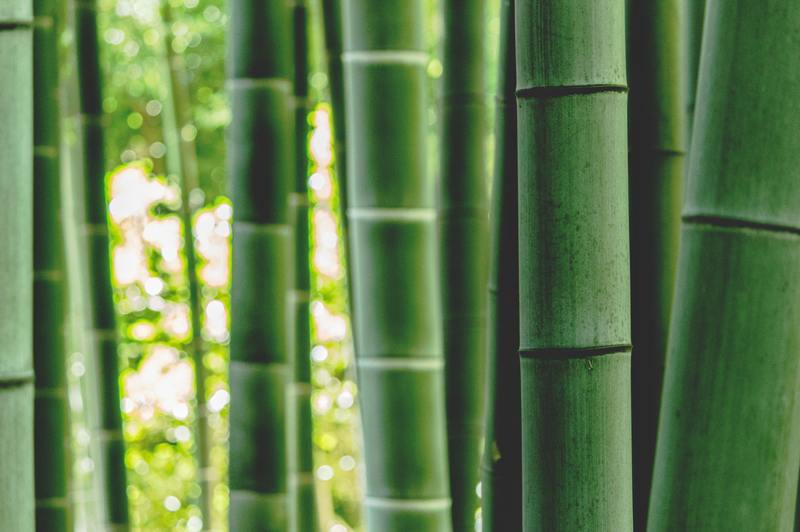 Cómo quitar el moho del bambú: 2 formas útiles