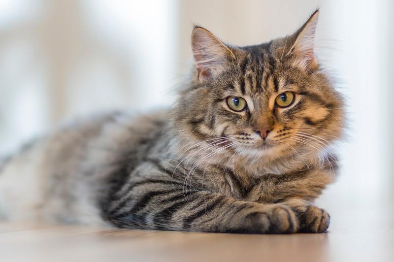 Cómo tratar la exposición al moho en gatos: 4 remedios útiles