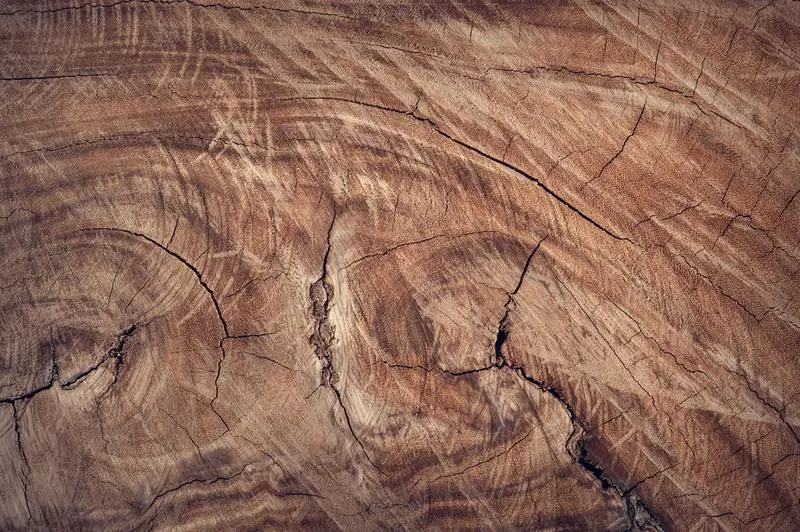 Fácil guía de bricolaje de 4 pasos sobre cómo quitar el moho de la madera