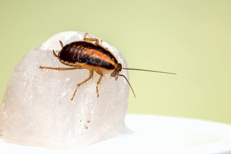 Manejo de plagas 101: ¿Cuánto cuesta el control de plagas para las cucarachas?