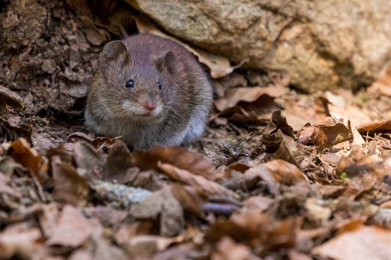 ¿Cómo se deshace el control de plagas de los ratones? 3 formas impresionantes