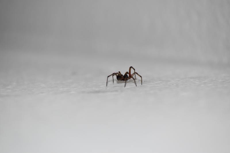¿Cuál es el mejor control de plagas para las arañas? 4 métodos asombrosos