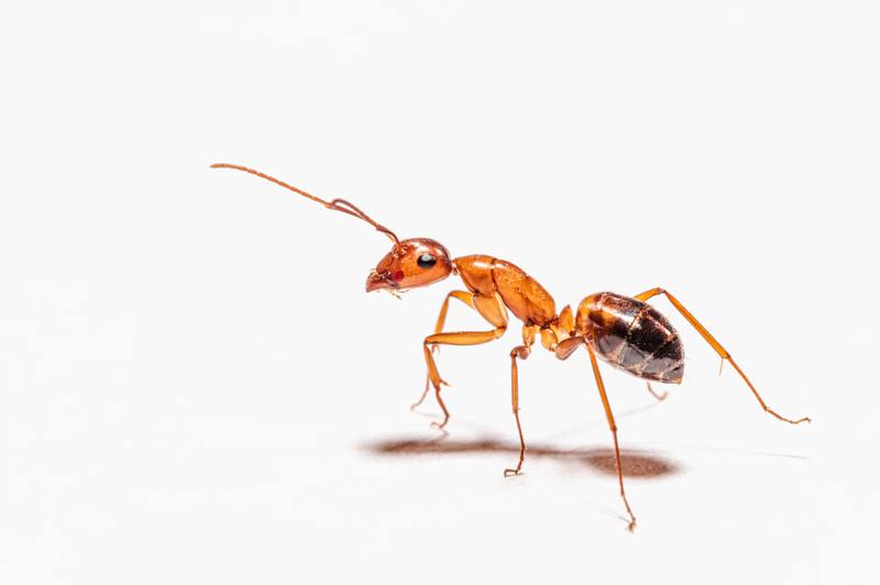 ¿Cuánto cuesta el control de plagas para hormigas y 3 soluciones de bricolaje?