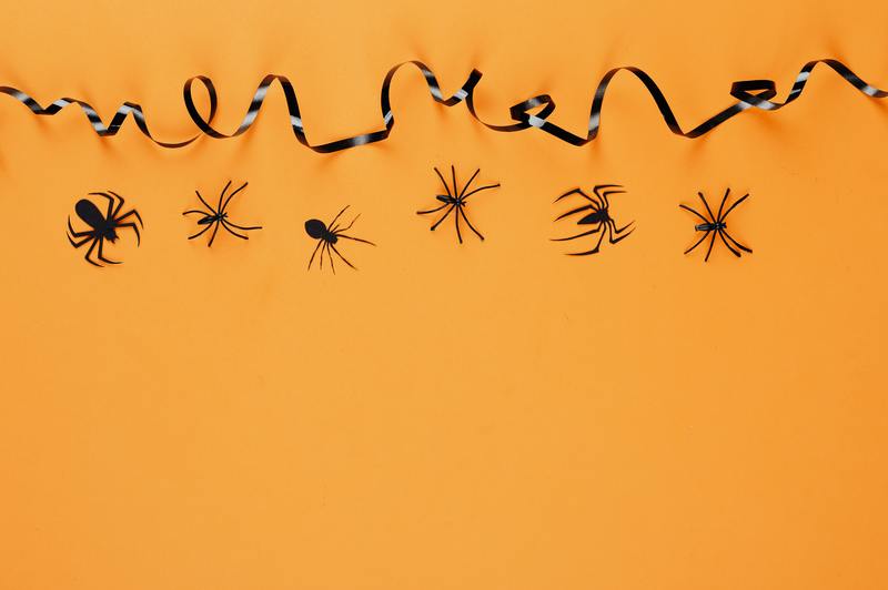 ¿Cuánto cuesta el control de plagas para las arañas? Guía de presupuesto