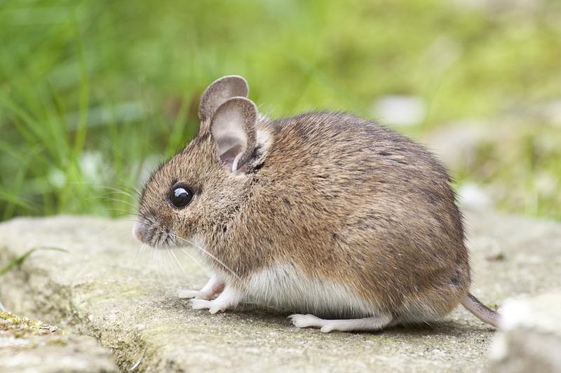 ¿Cuánto cuesta el control de plagas para ratones? La mejor guía para propietarios de viviendas