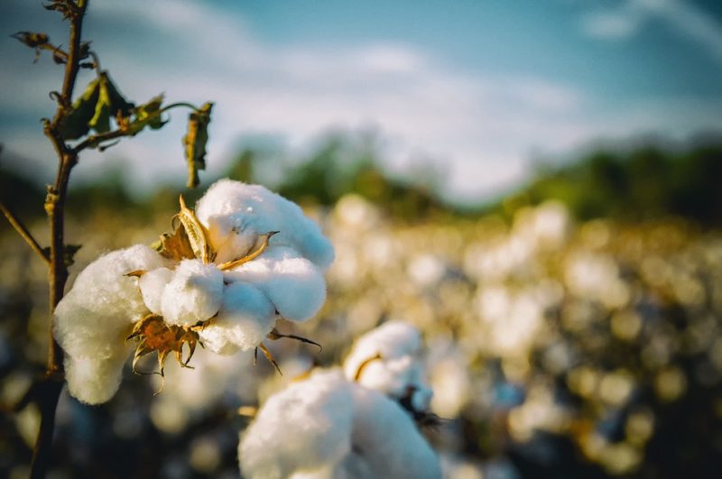 ¿Cuánto se encoge un algodón 100% en una secadora? ¡Lee estos datos interesantes!