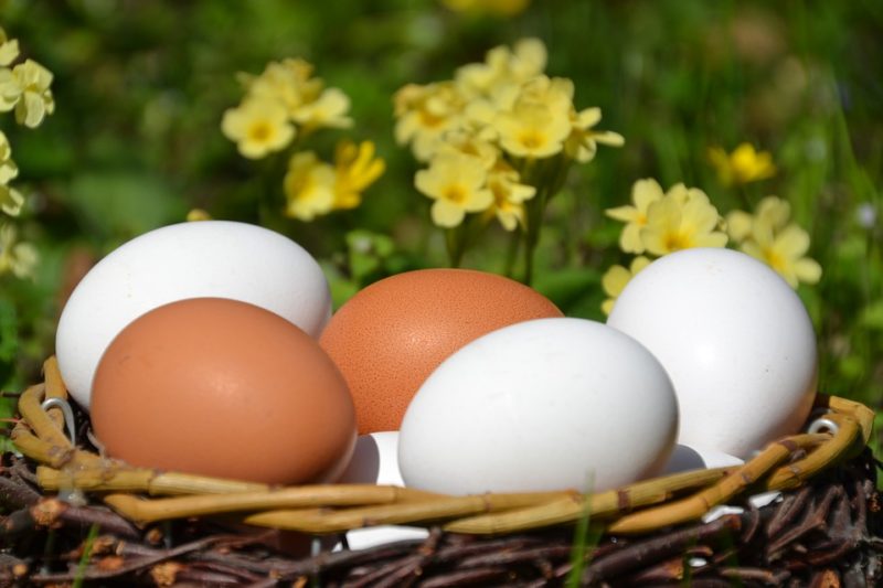 ¿Cuántos óvulos se toman durante la donación? ¡3 hechos sorprendentes que debes saber!