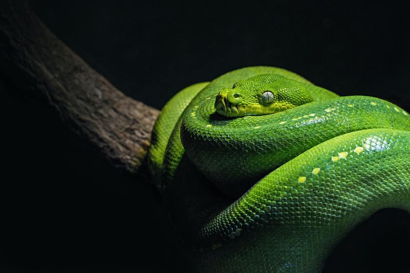 ¿Hay control de plagas para las serpientes? Las 7 mejores soluciones de bricolaje