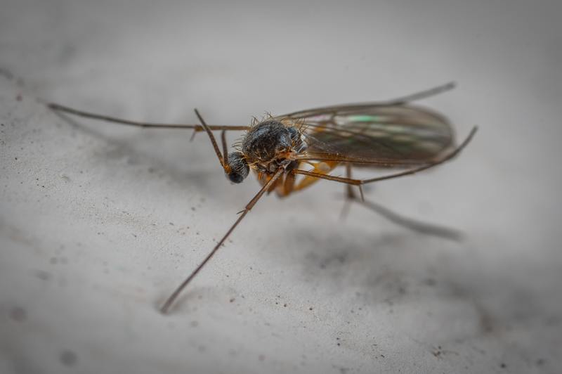 ¿Puede el control de plagas deshacerse de los mosquitos? Increíble proceso de 5 pasos